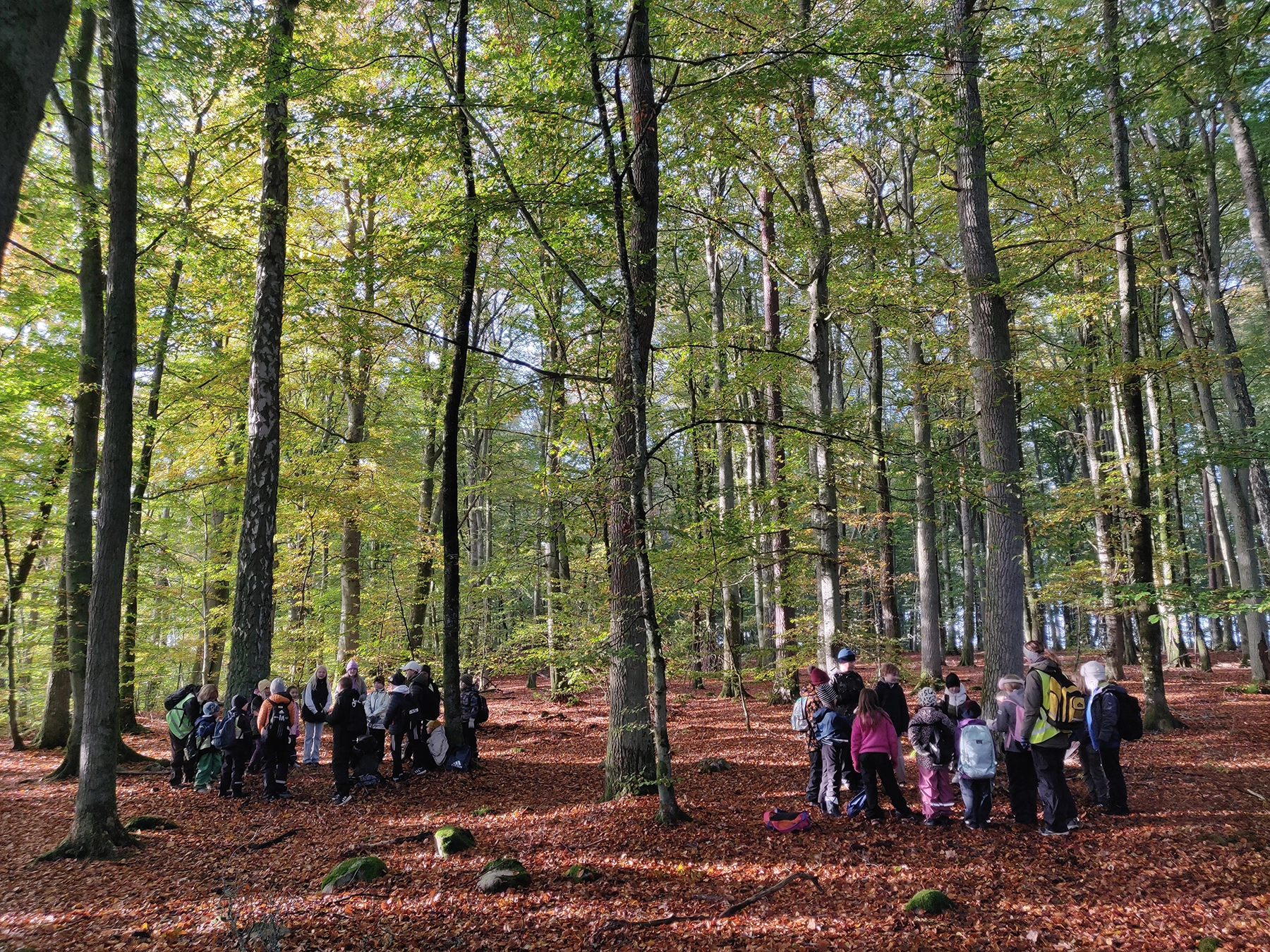Skolelever på utflykt i skogen